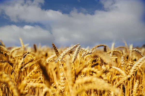 Spikelets of wheat in the sunlight. Yellow wheat field Royalty Free Stock Images