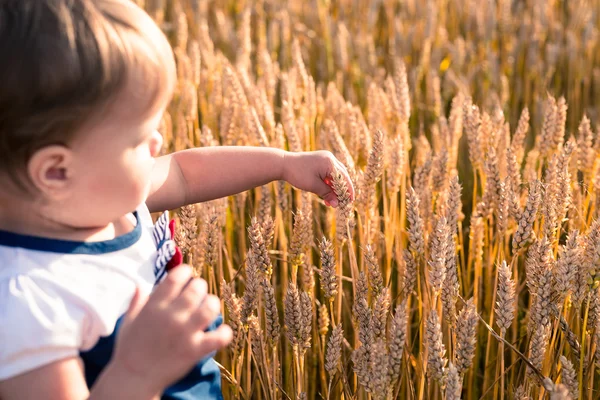 Ένα μικρό κορίτσι αγγίζει τα αυτιά χέρι του σιταριού σε ένα πεδίο το καλοκαίρι — Φωτογραφία Αρχείου