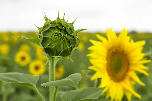 Solros bud på jordbruksområdet — Stockfoto