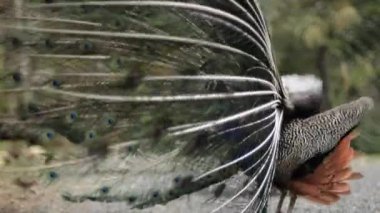 Pecock kuş gösteren tüyler.