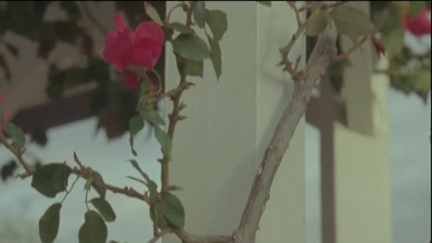 Roses on film. — Stock Video