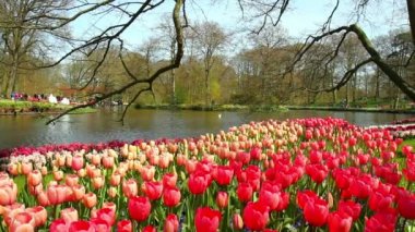 Lale parkta Keukenhof.