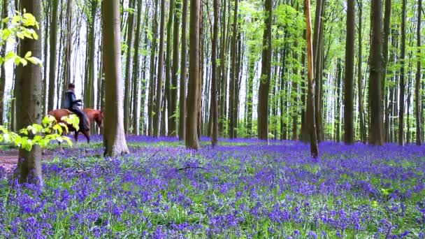 Cavalieri nella foresta di Halle . — Video Stock