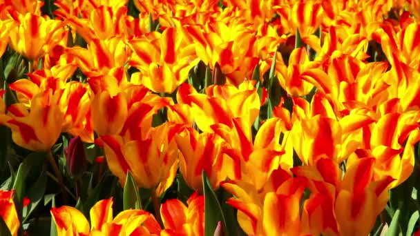 Tulipanes en el parque Keukenhof . — Vídeos de Stock