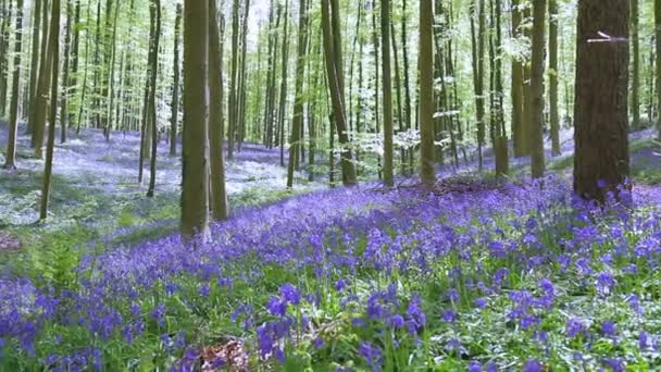 Bluebell flowers in Halle Forest. — Stock Video