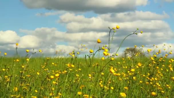 Весна в бельгийской сельской местности . — стоковое видео