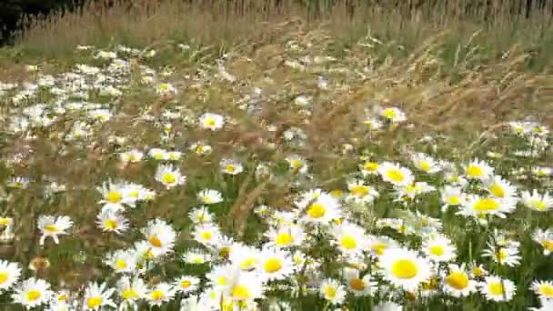 Chamomile on a meadow — Stock Video