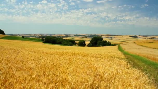 Rijp tarwe in afwachting van de oogst — Stockvideo