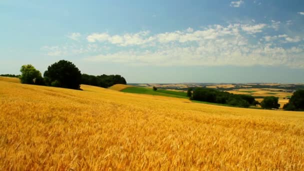 Blé mûr en prévision de la récolte 