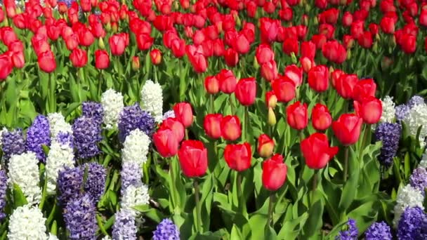 Flores en el parque Keukenhof . — Vídeos de Stock