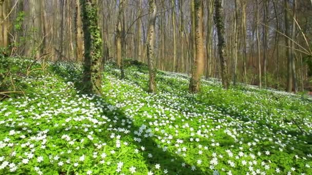 Eerste lentebloemen. — Stockvideo