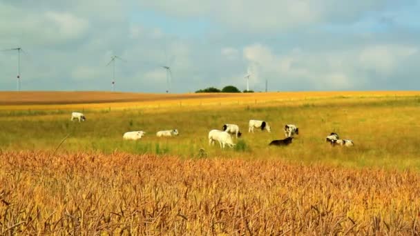 Frumento maturo (farro) in previsione del raccolto — Video Stock