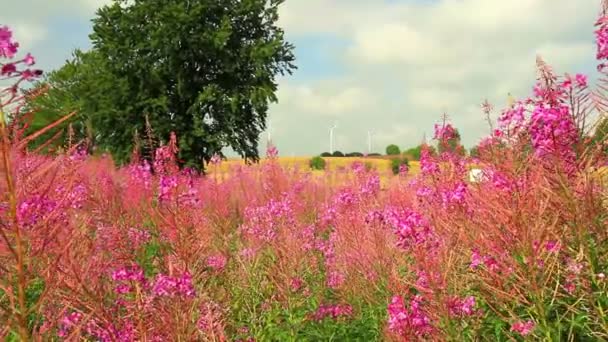 Sgombro angustifolio (fireweed) ) — Video Stock