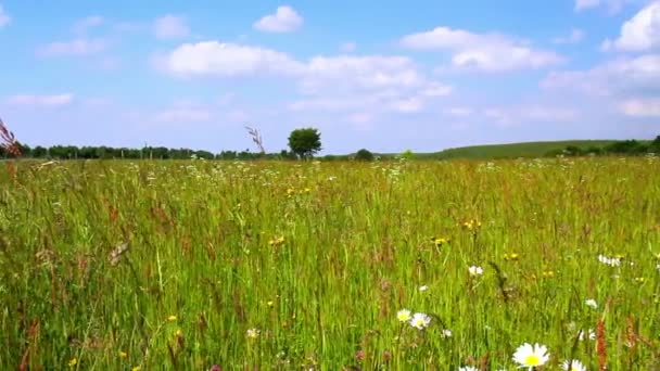 Sommerwiese in belgischer Landschaft. — Stockvideo