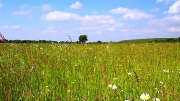 Zomer weide in Belgische platteland. — Stockvideo