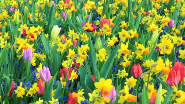 Blumen im Park Keukenhof. — Stockvideo