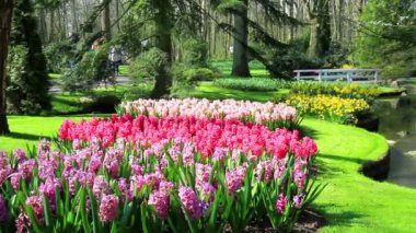 Lale parkta Keukenhof.