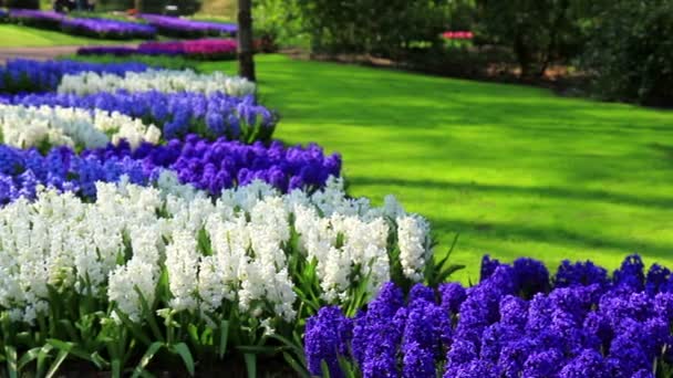 Bloemen in het park Keukenhof. — Stockvideo