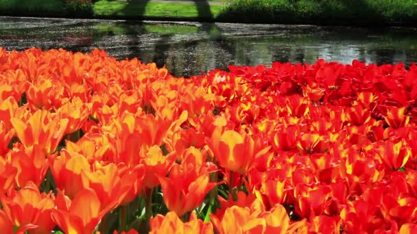 Tulpen in de Keukenhof park. — Stockvideo