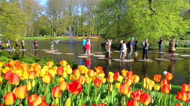 Lisse, Нідерланди - 21 квітня 2016: Парк Кекенхоф, найбільший у світі квітник, розташована поблизу Lisse, Нідерланди. — стокове відео