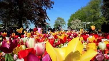 Lisse, Hollanda - 05 Mayıs 2016: Park Keukenhof, dünyanın en büyük Çiçek Bahçesi, Lisse, Hollanda yer alan.