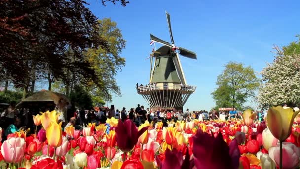 Lisse, Nederländerna - maj 05 2016: Parken Keukenhof, världens största blomma trädgård, beläget nära Lisse, Nederländerna. — Stockvideo