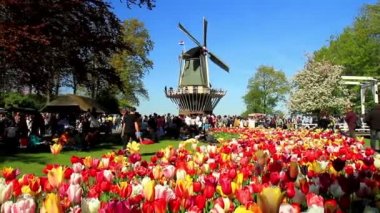 Lisse, Hollanda - 05 Mayıs 2016: Park Keukenhof, dünyanın en büyük Çiçek Bahçesi, Lisse, Hollanda yer alan.