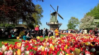 Lisse, Hollanda - 05 Mayıs 2016: Park Keukenhof, dünyanın en büyük Çiçek Bahçesi, Lisse, Hollanda yer alan.