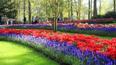 Lisse, Hollanda - 05 Mayıs 2016: Park Keukenhof, dünyanın en büyük Çiçek Bahçesi, Lisse, Hollanda yer alan.
