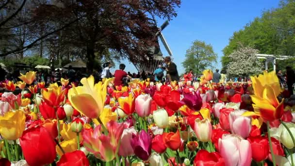 Lisse, Nederland - mei 05 2016: Park Keukenhof,'s werelds grootste bloementuin, gelegen in de buurt van Lisse, Nederland. — Stockvideo