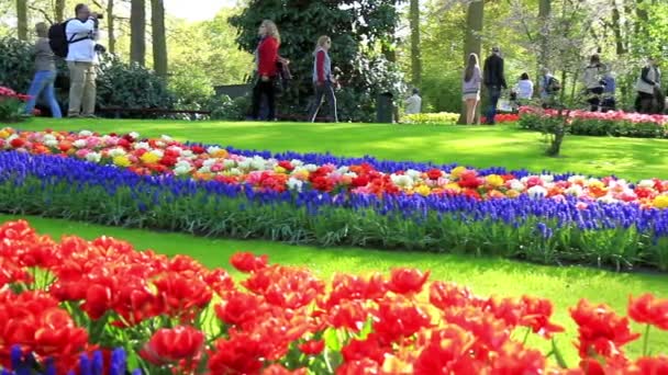ЛИССЕ, НИДЕРЛАНДЫ - 05 МАЯ 2016: Парк Кеукенхоф, крупнейший в мире цветочный сад, расположенный недалеко от Лиссе, Нидерланды . — стоковое видео