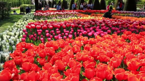 LISSE, PAÍSES BAJOS - 05 MAY 2016: Parque Keukenhof, el jardín de flores más grande del mundo, situado cerca de Lisse, Países Bajos . — Vídeo de stock