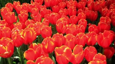 Lale parkta Keukenhof.