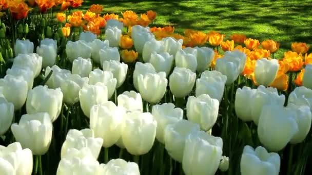 Tulipanes en el parque Keukenhof . — Vídeo de stock