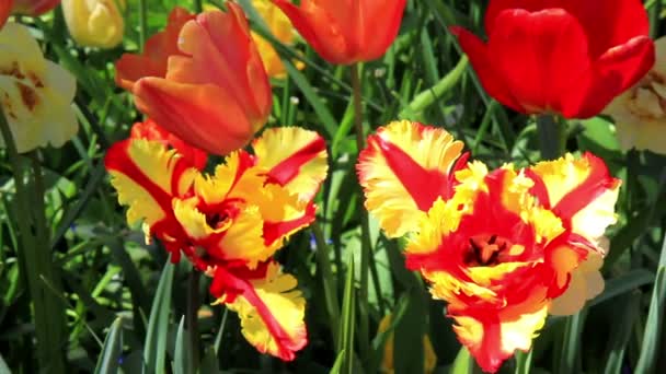 Tulips in the park Keukenhof. — Stock Video