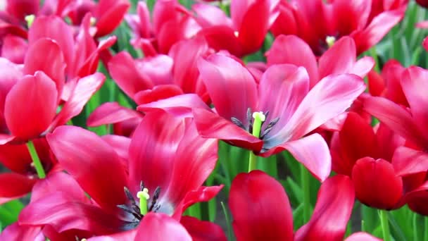 Tulpen im Park Keukenhof. — Stockvideo