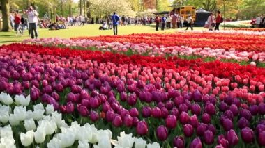 Lisse, Hollanda - 05 Mayıs 2016: Park Keukenhof.