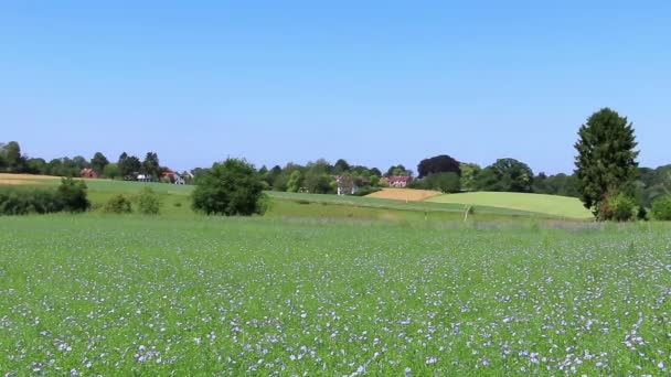 Campo Lino Che Fiorisce Una Campagna Belga — Video Stock