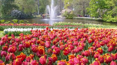 Lale parkta Keukenhof.