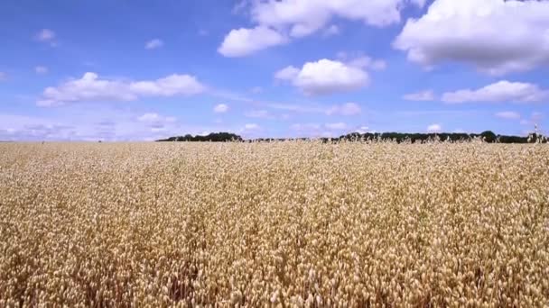 Вівсяне поле в очікуванні дозрівання . — стокове відео