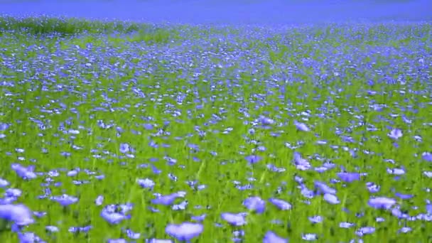 Field of flax blooming. — Stock Video