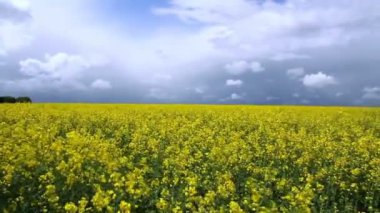 Kasvetli bahar günü alanında kolza tohumu.