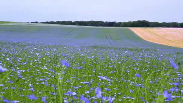 Campo di fioritura del lino . — Video Stock