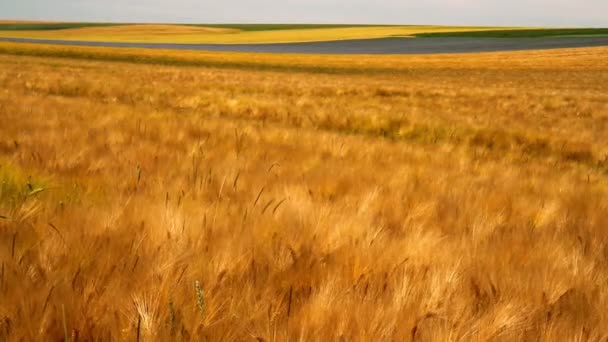익은 밀 수확의 기대에. — 비디오