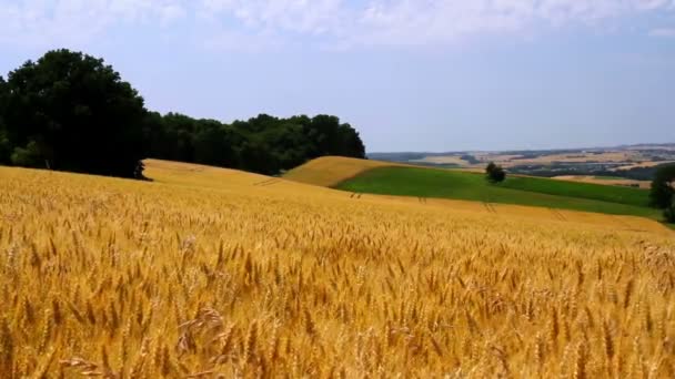 Landschap van rijp tarwe — Stockvideo