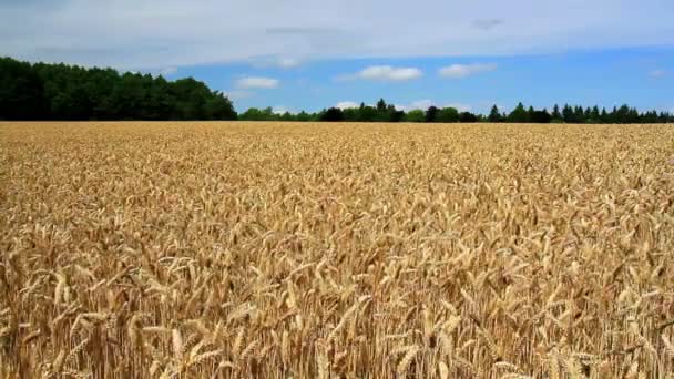 Спелая пшеница в преддверии сбора урожая . — стоковое видео