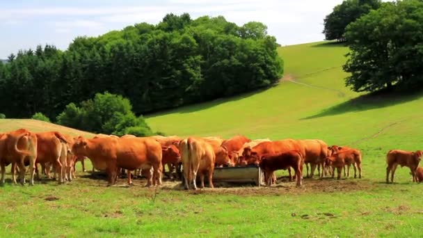 Krávy na pole v belgickém venkově. — Stock video