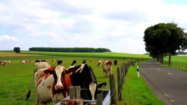 Krávy na pole v Lucembursku.