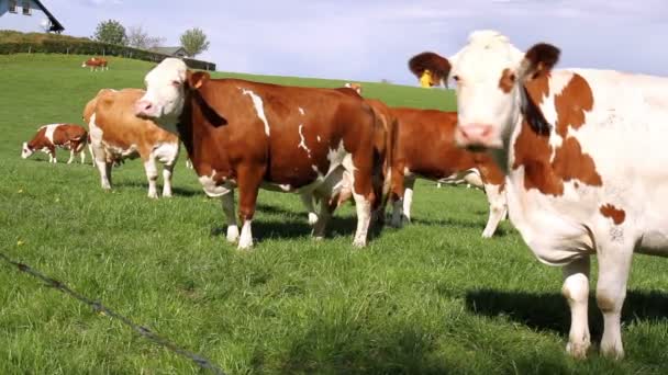 vaches sur le terrain.