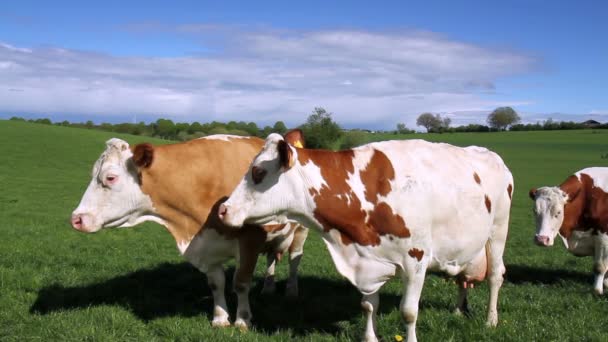 vaches sur le terrain.